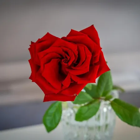 Feriehus House Kajfes *